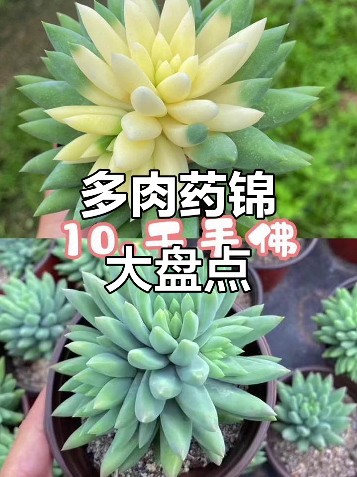 常见多肉药锦品种大揭秘,哪些最受欢迎?