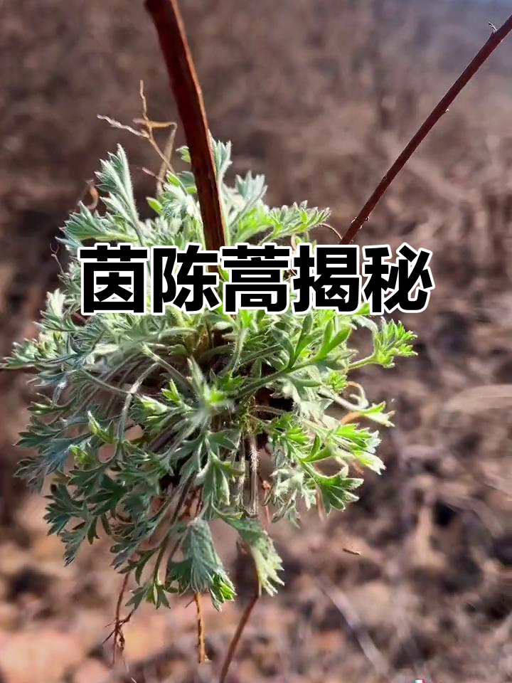 茵陈蒿,白蒿的别名,你了解它的神奇功效吗?