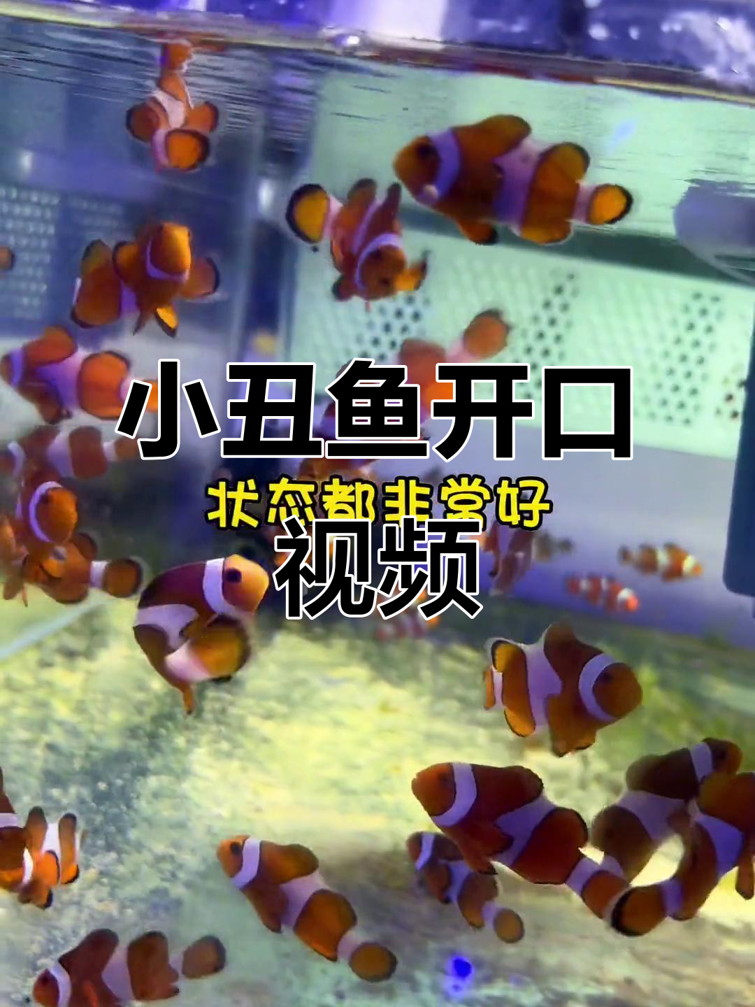 小丑鱼开口瞬间,二十多天状态超好