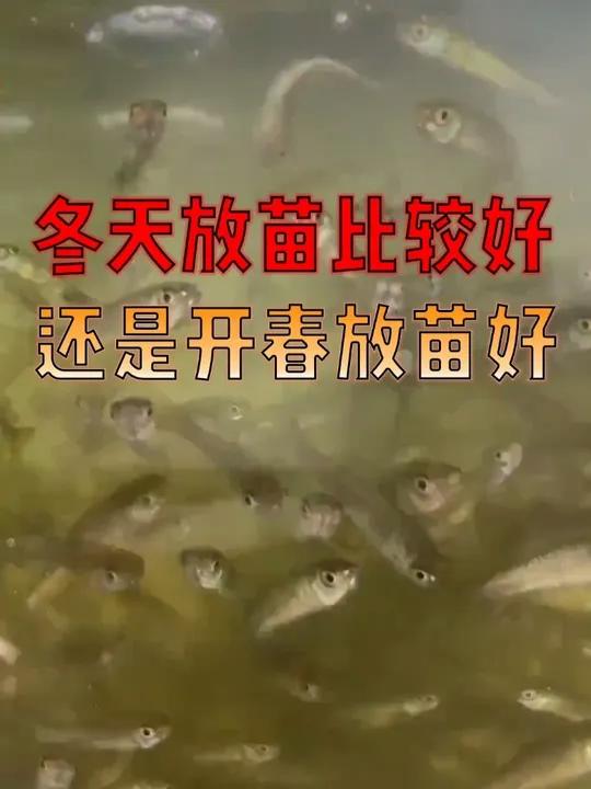 到底是冬天放苗比较好,还是开春之后去放苗比较好