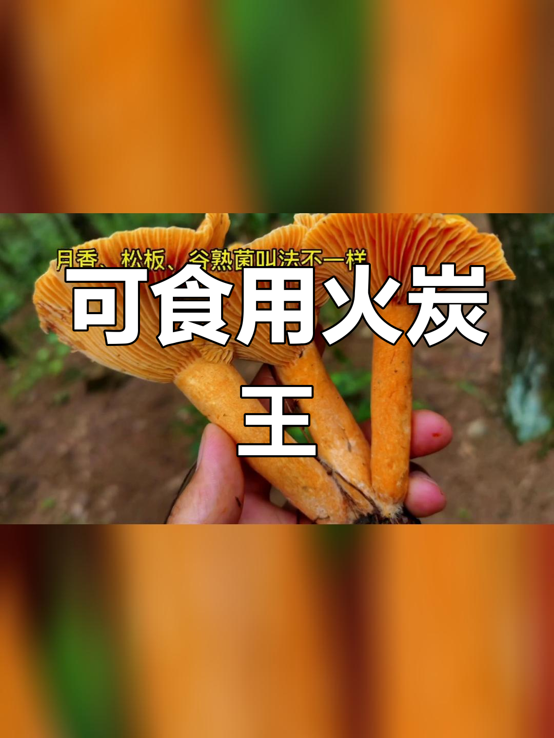 野生蘑菇种类与辨别技巧