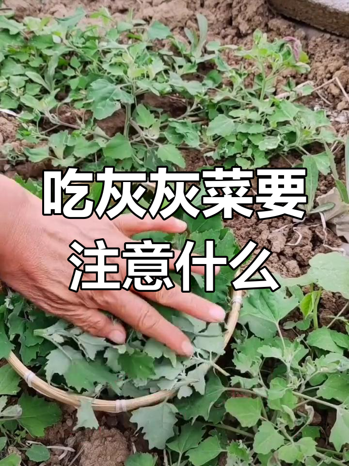 灰灰菜的保健功效与注意事项