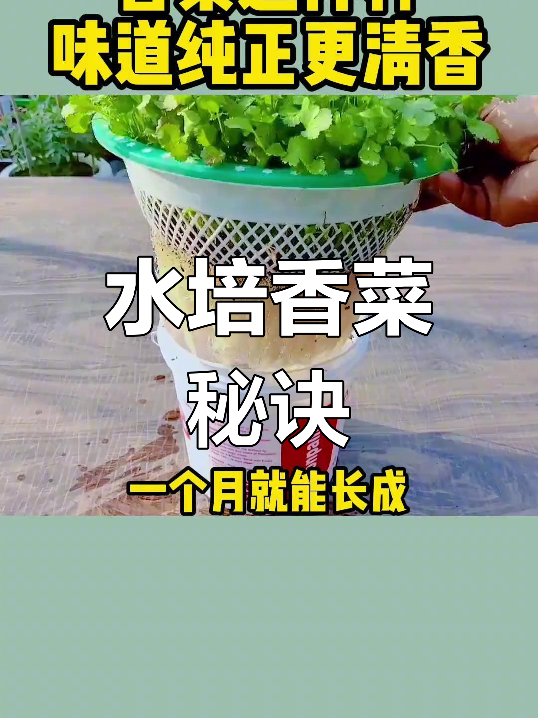 在家水培香菜,1个月收获鲜嫩口感!