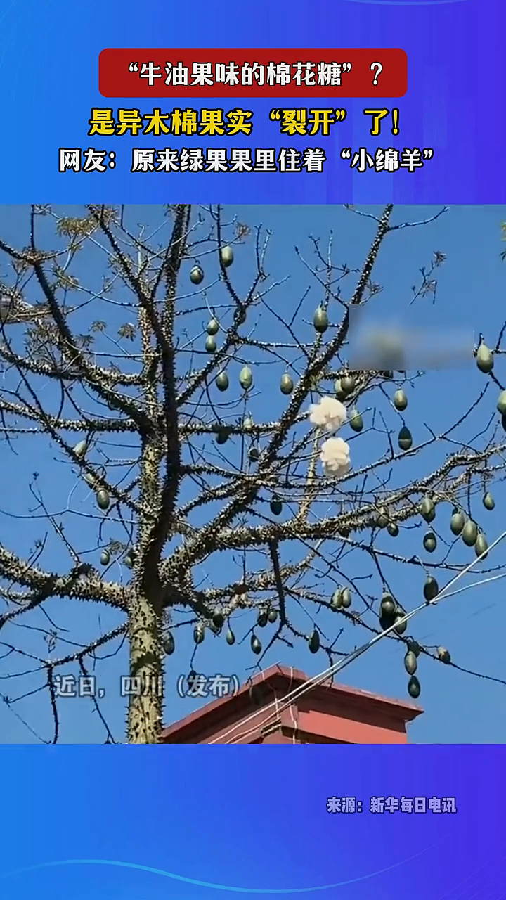 “牛油果味的棉花糖”?不 是异木棉果实“裂开”了