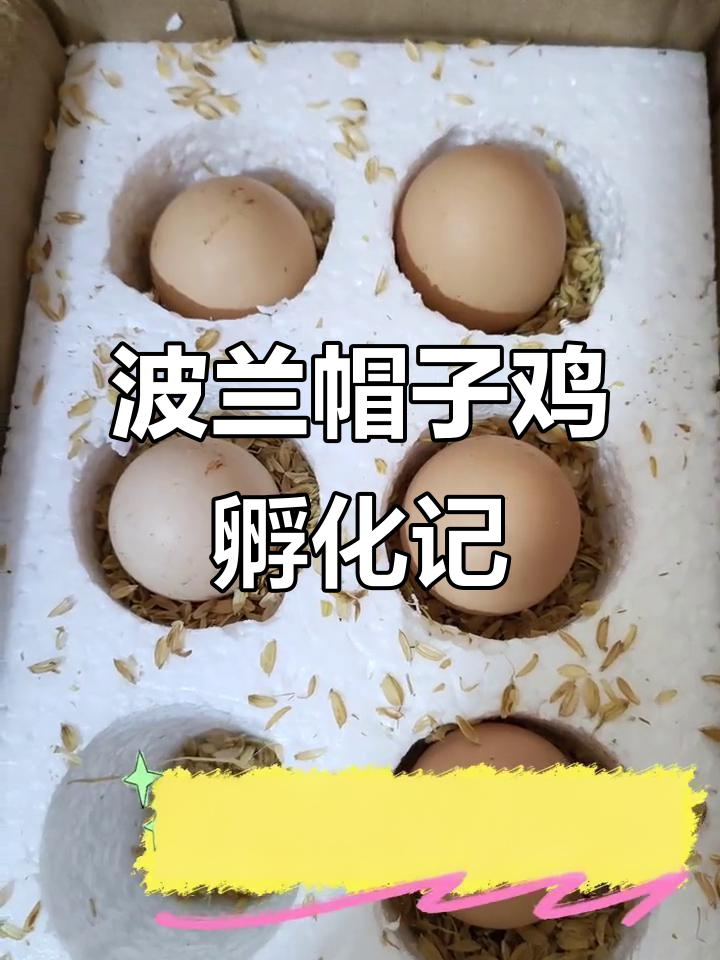 波兰帽子鸡孵化全过程,20天见证奇迹时刻
