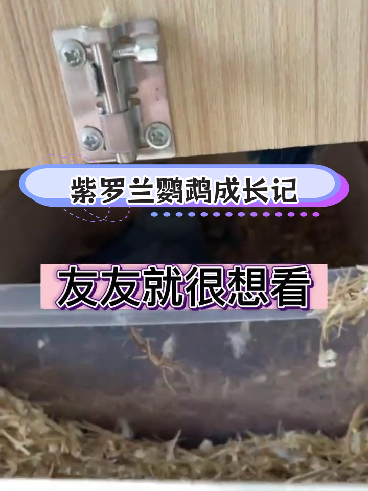 紫罗兰牡丹鹦鹉的成长蜕变,从黑乎乎的幼鸟到白面戴帽子的美丽模样