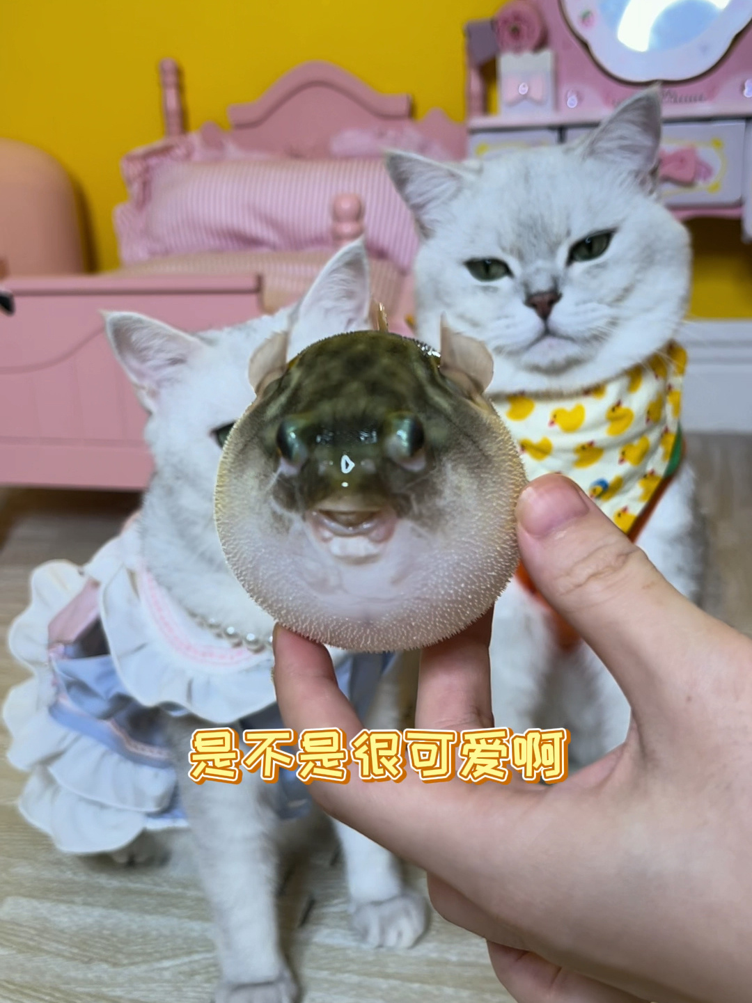猫咪包仔和辣条第一次看到会鼓气的鱼!