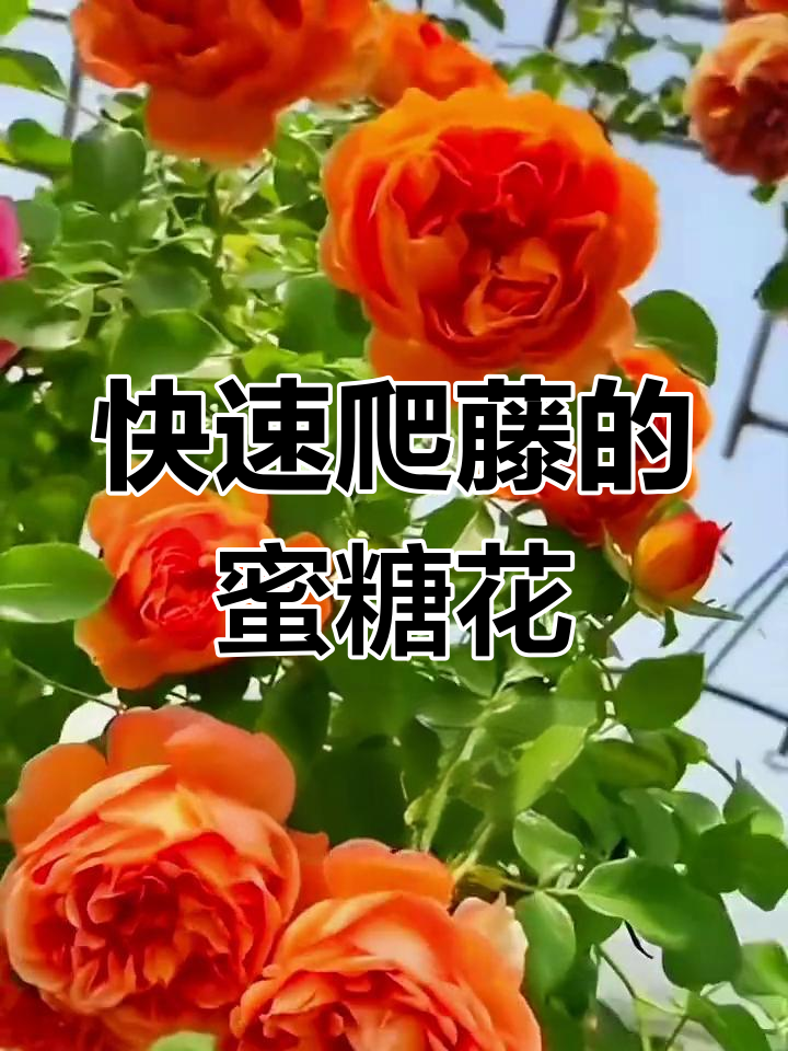 蜂蜜焦糖月季,快速生长的多季节开花品种