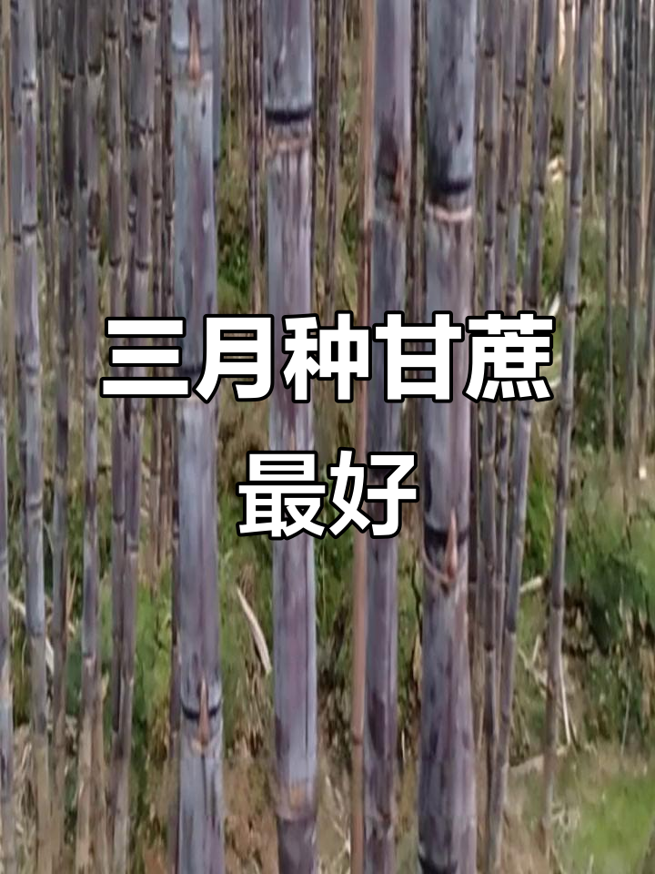 北方甘蔗种植最佳时机,三月份春播最合适
