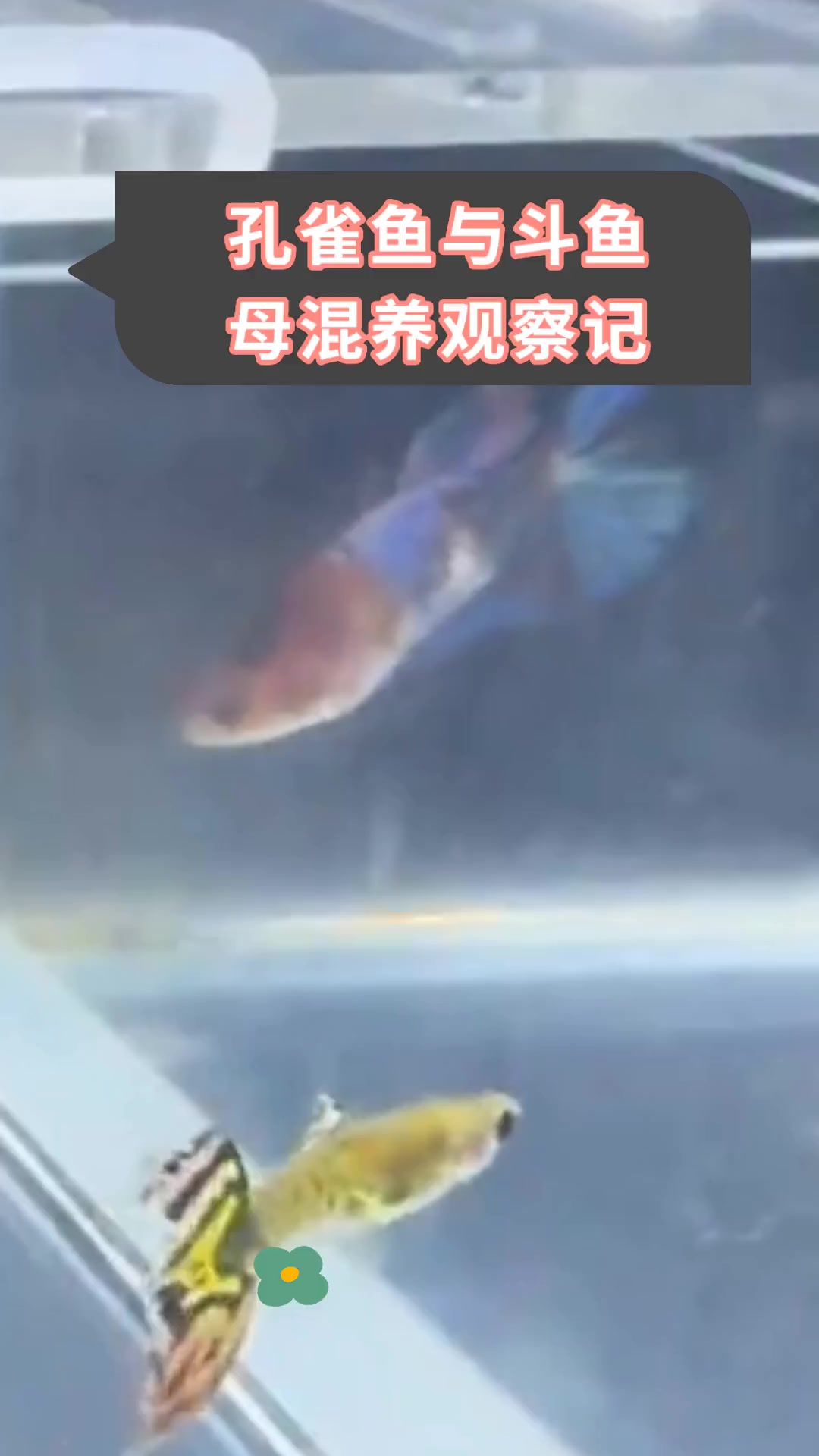 孔雀鱼与斗鱼,母混养观察记
