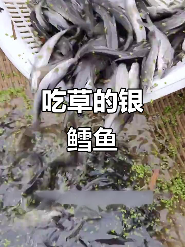 草食银鳕鱼:吃水草长大的淡水美味,一年能长2-3斤