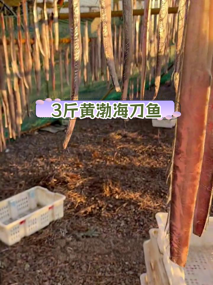 黄渤海湾油刀鱼晒制,3斤6-9条规格