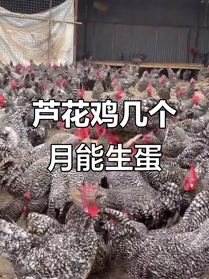 芦花鸡多久开始下蛋?了解其生长与产蛋规律