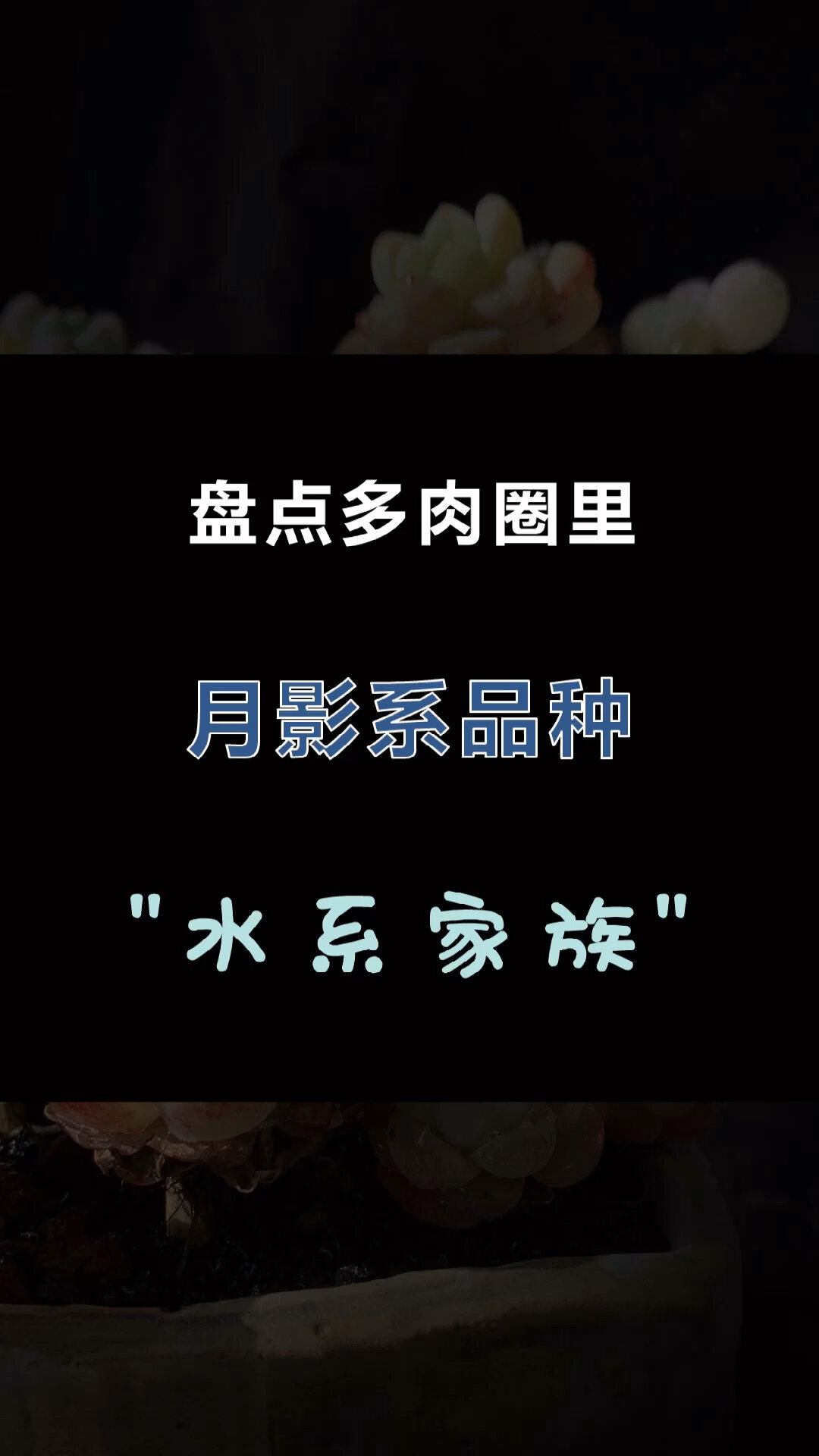 盘点多肉圈月影系品种|水系家族