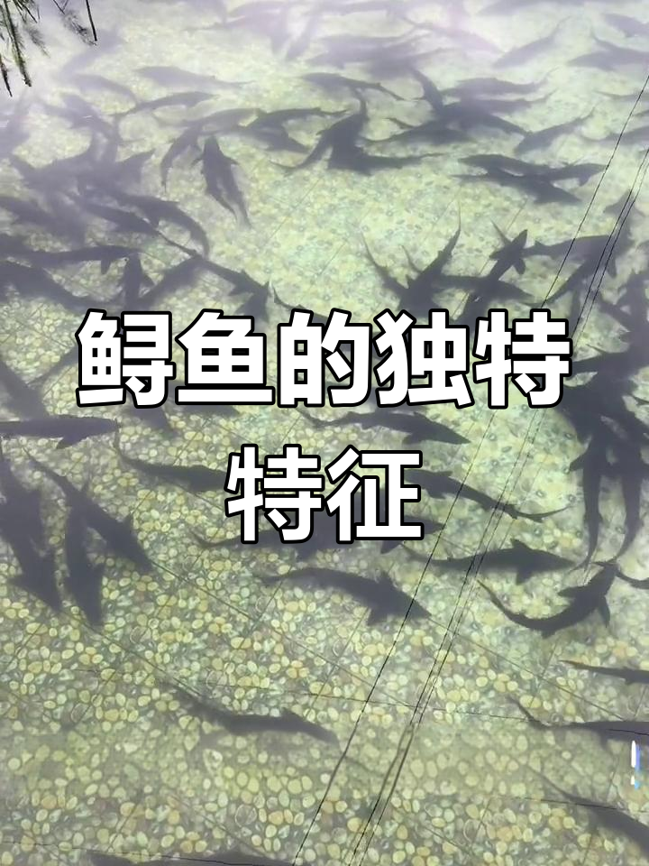 鲟鱼头部扁平,触须尖锐,骨骼软骨为主