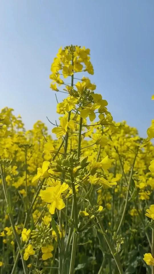 春天再美的文案都不及这片油菜花 迎风摇曳油菜花