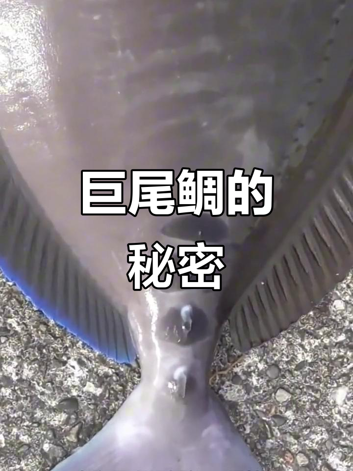 巨尾鲷:钓鱼界的顶流,琵琶鱼的特征与烹饪技巧