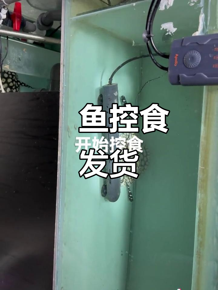魟鱼控食准备发货,皇冠魟鱼的完美状态