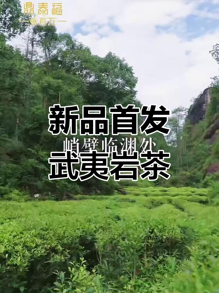 武夷岩茶肉桂新品发布,山场溯源揭秘
