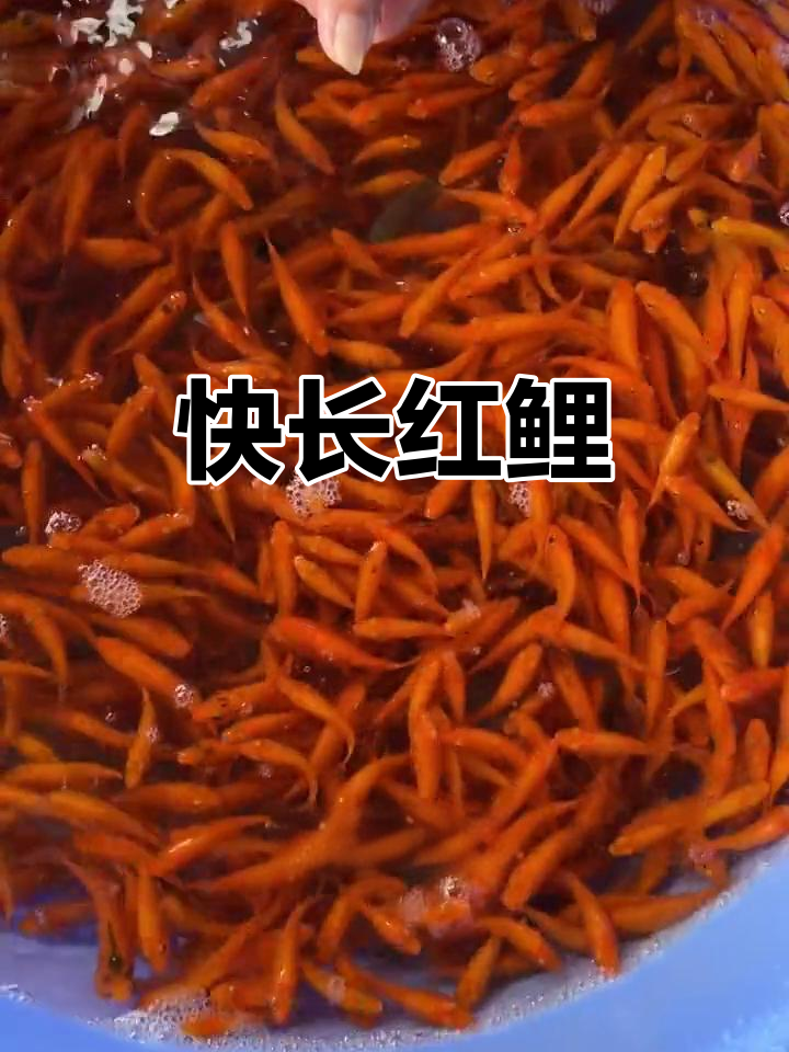 红鲤鱼苗，快速生长，可达8斤，适合食用
