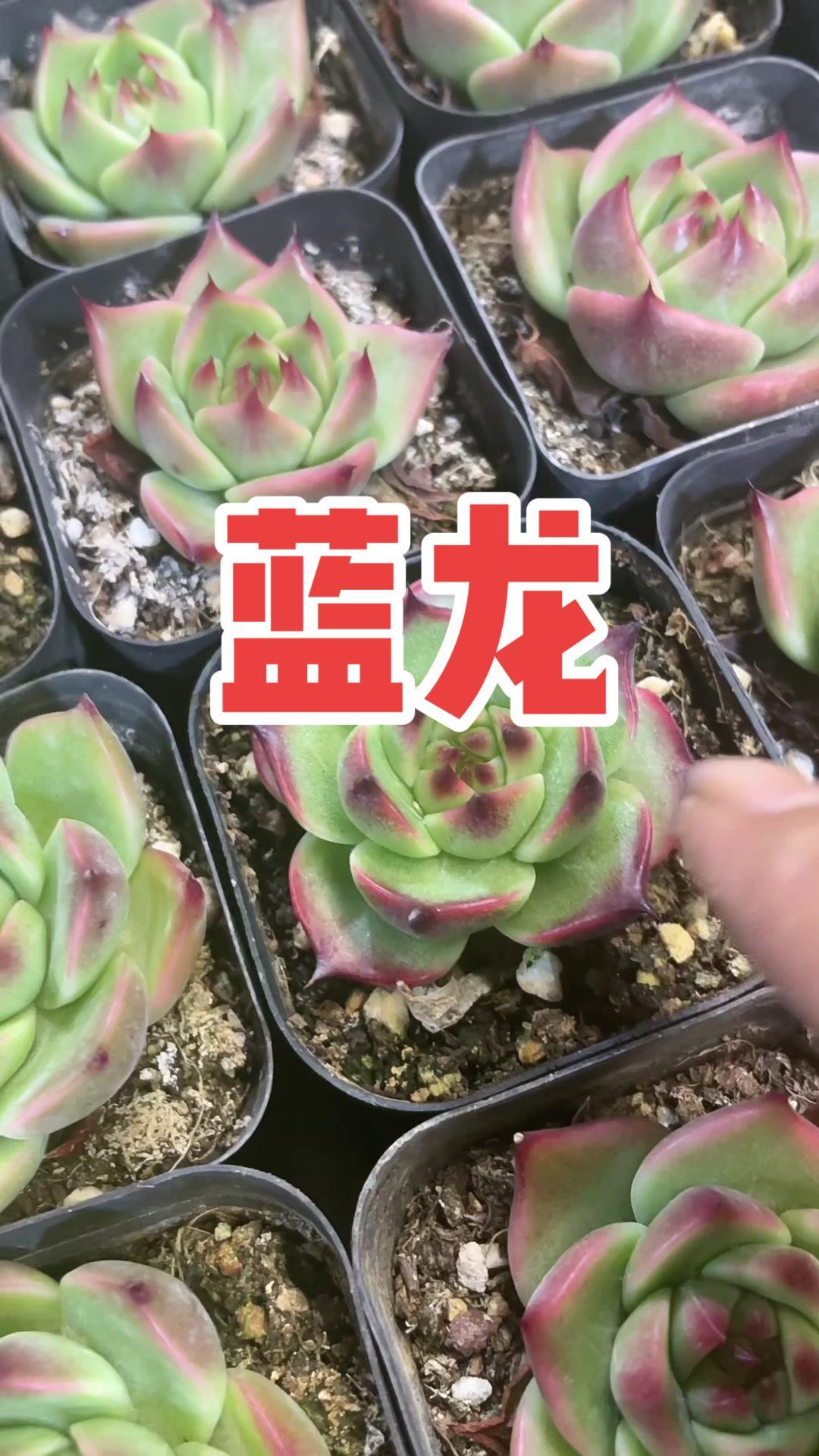 多肉植物 正版的蓝龙呀!还是老规矩,进来不要管价格,瞄准购物车开搂!花卉绿植 一花一草一世