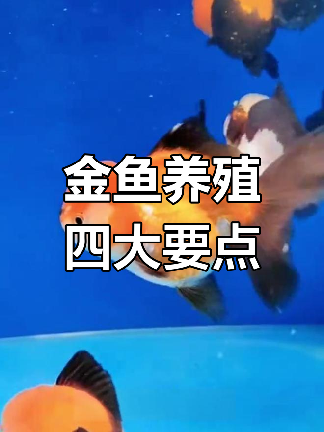 狮子头金鱼养殖技巧:密度、喂食与光照全攻略