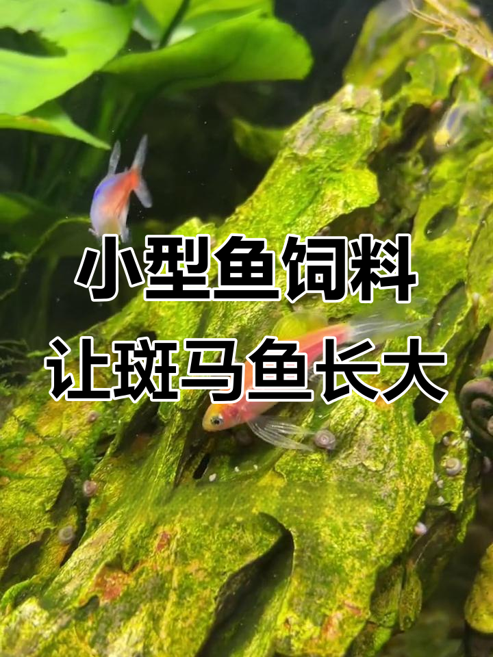 斑马鱼长大了,喂的灯科鱼粮效果超好