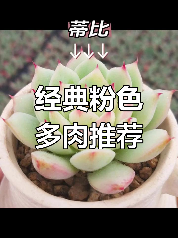 6款粉色系多肉,叶片肥厚颜值高,仙气十足让人爱不释手