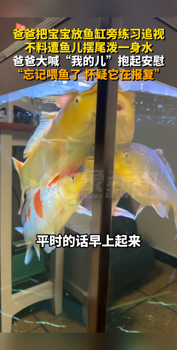 爸爸把宝宝放鱼缸旁练习追视,不料遭鱼儿摆尾泼一身水