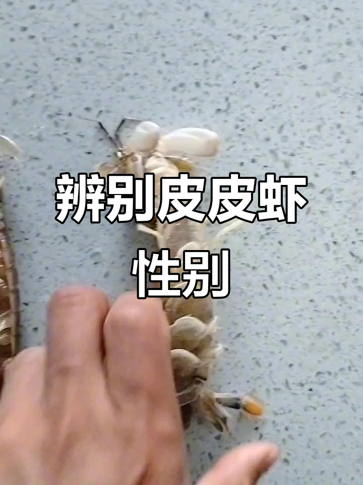 如何分辨皮皮虾公母，轻松搞定！