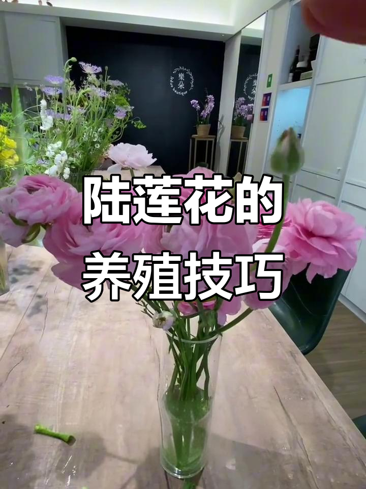 如何正确养护陆莲花,让它美丽绽放?
