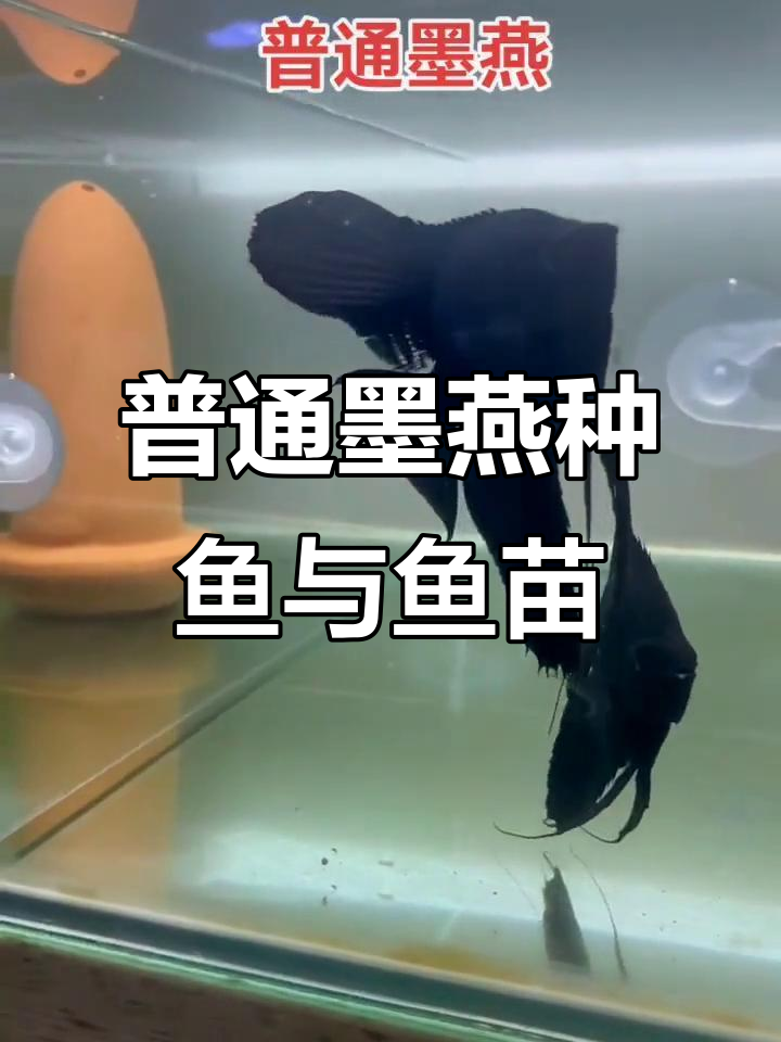 墨燕鱼苗与成鱼的完美搭配,繁殖日记全纪录