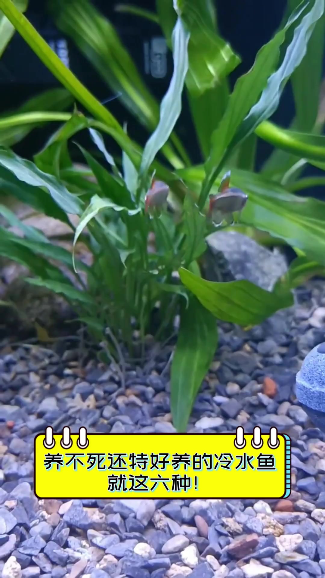 养不死还特好养的冷水鱼,就这六种!