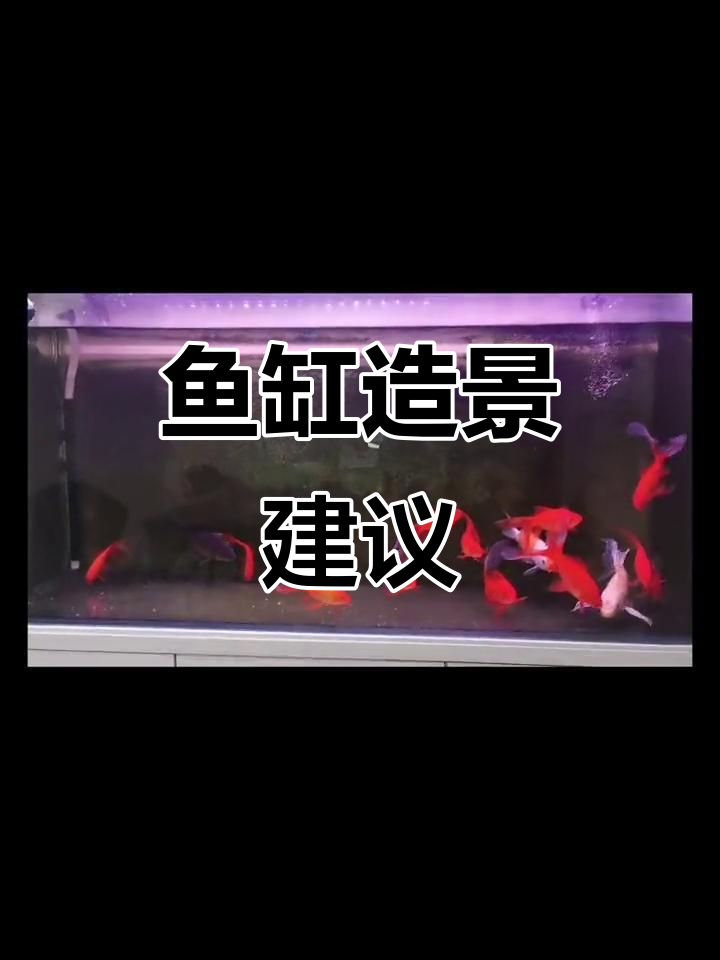 鱼缸变炸锅,绿藻成灾!如何清理和改造?