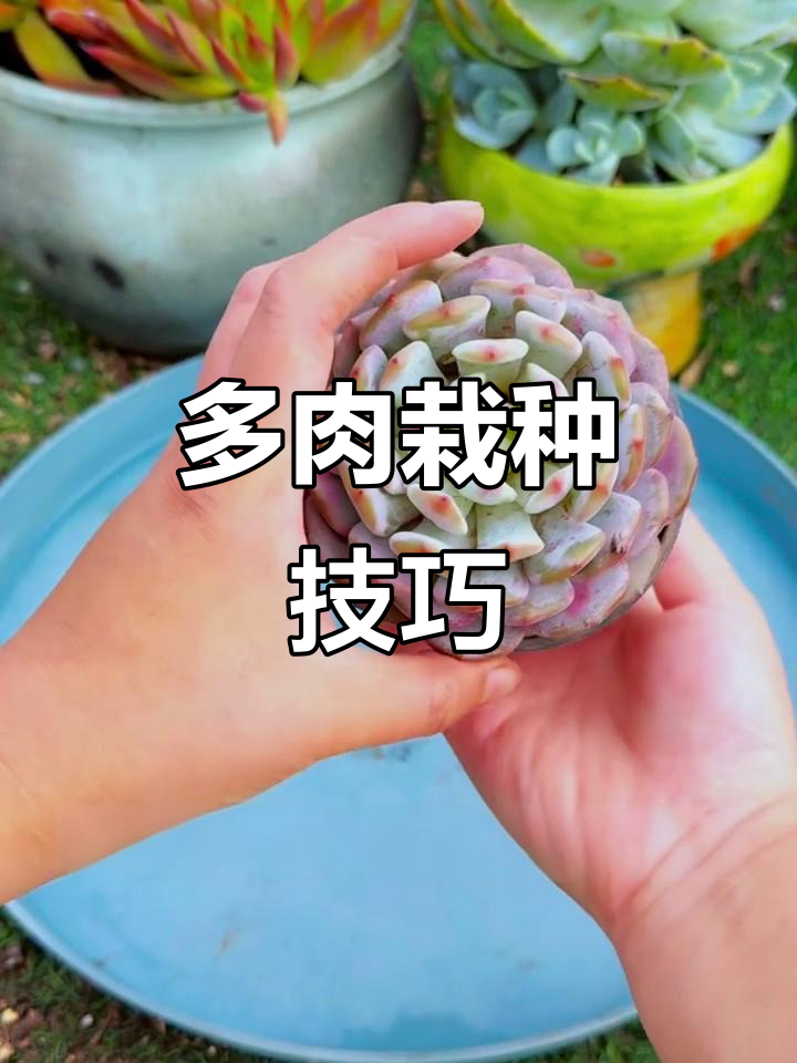 多肉植物种植全攻略,轻松掌握正确方法