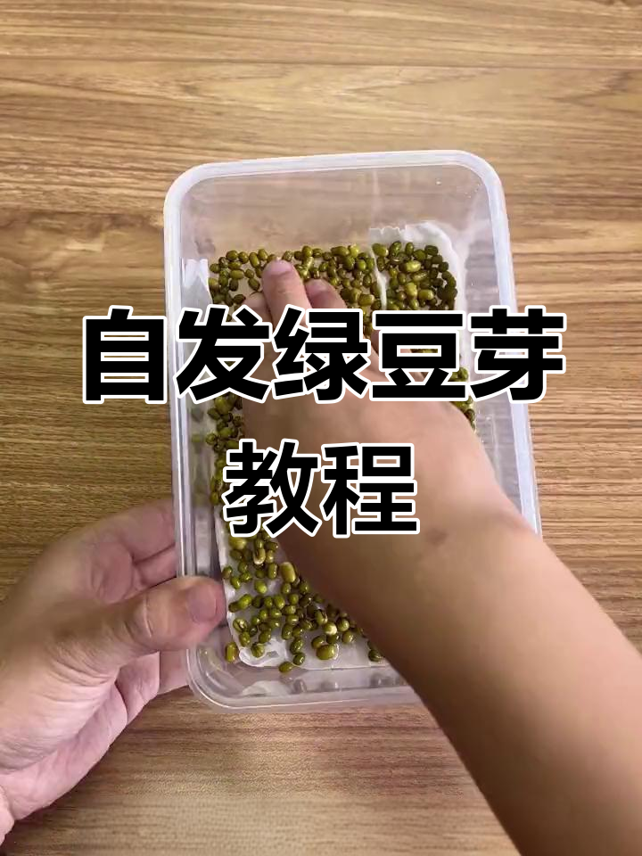 疫情期间如何自制豆芽菜