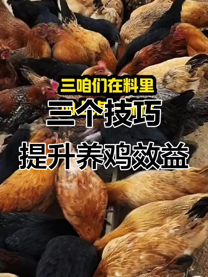 养鸡三十年,三大土方法让效益翻倍