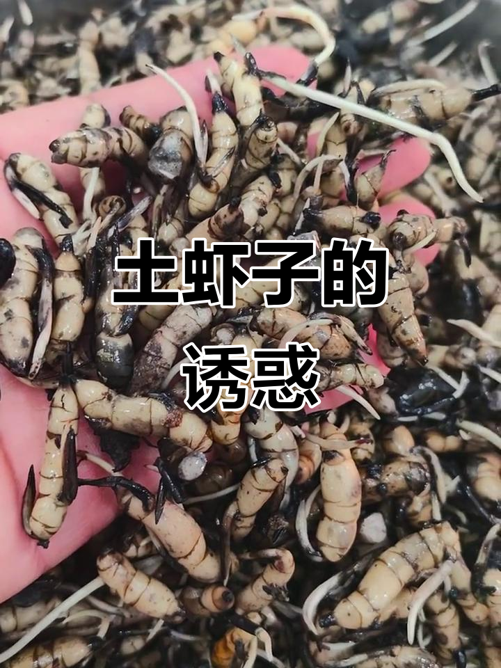 安庆土虾子,泥中美味,鹤类也爱