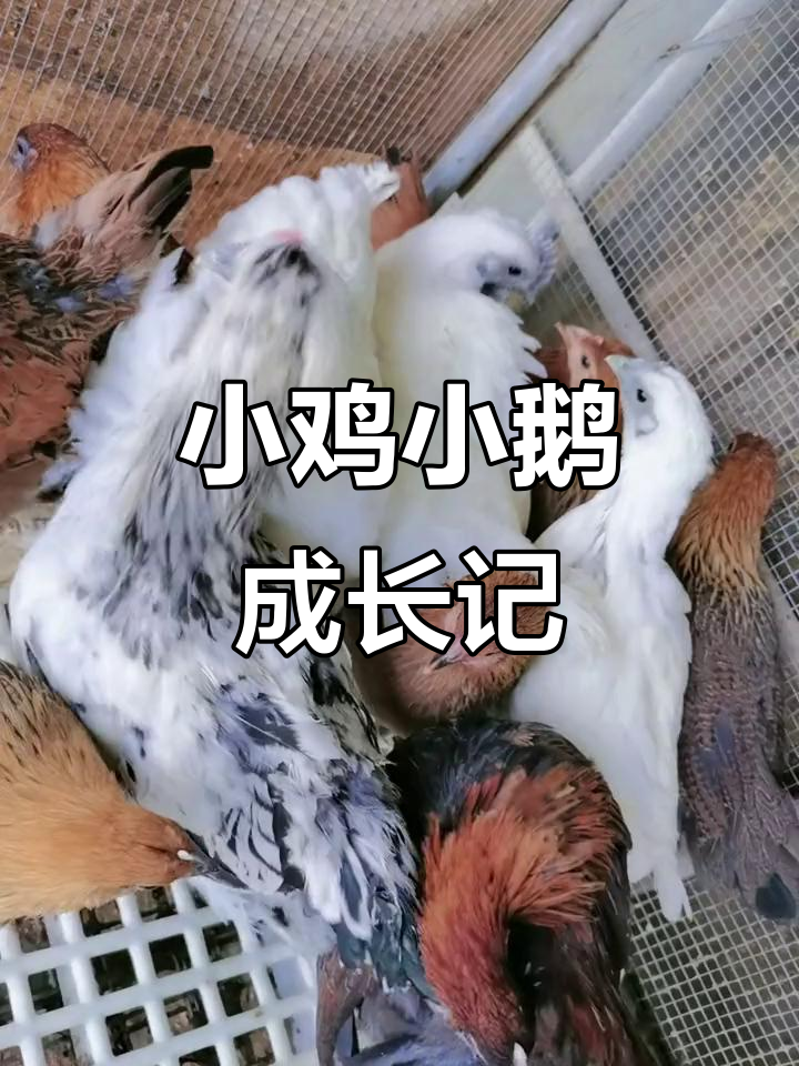 新年第一天,小鸡小鹅都长大了!公鸡保护母鹅,抢食大战一触即发