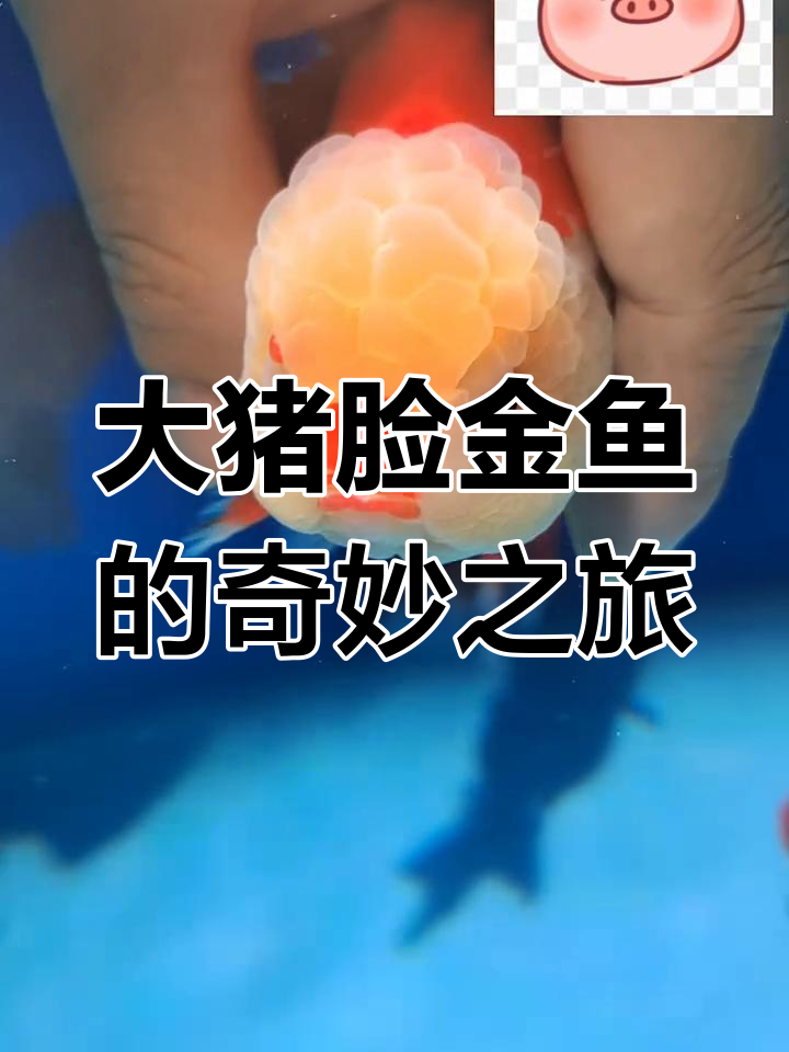 见过大脸金鱼吗?今天带你见识它的独特魅力!