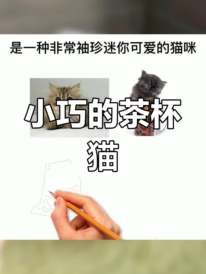茶杯猫:迷你可爱的猫咪品种