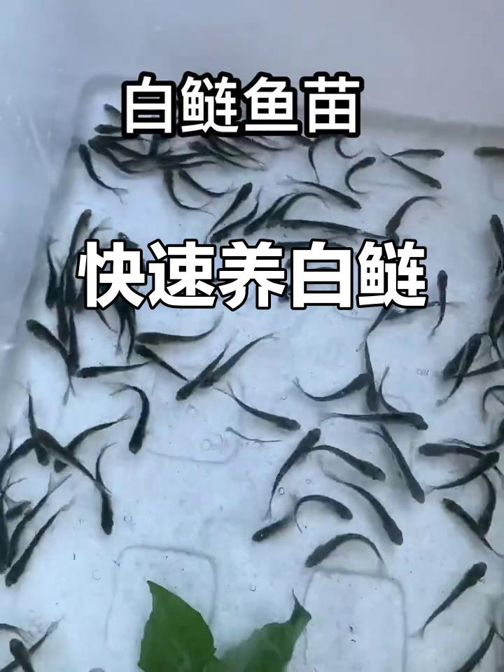 白鲢鱼苗养殖技巧:一年可长三四斤,淡水环境最适宜