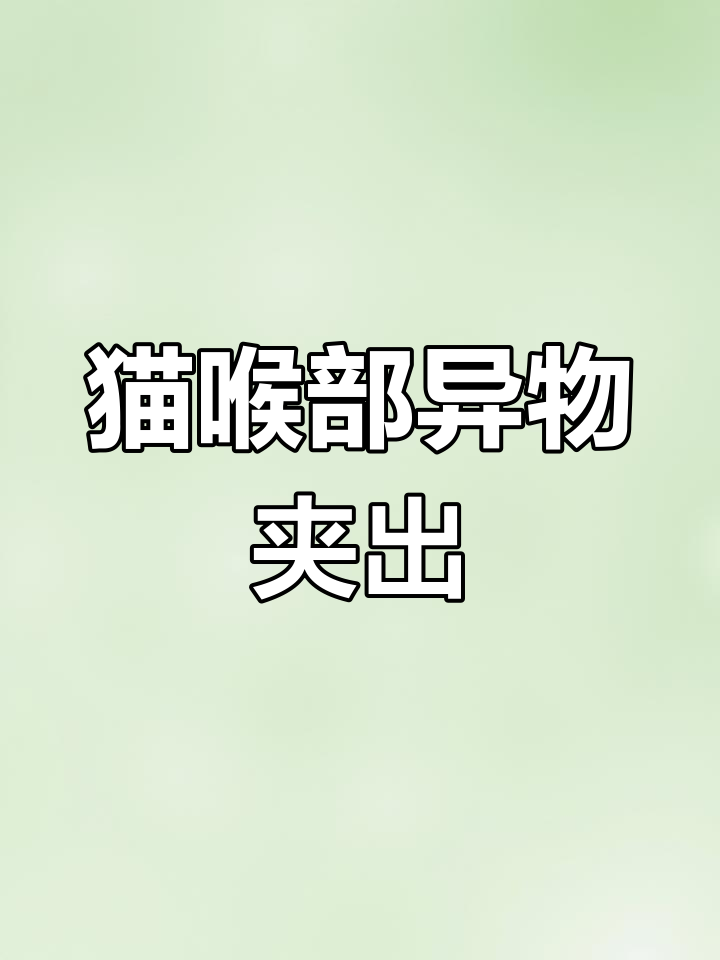 猫咪吃鱼卡喉咙,轻松取出鱼骨