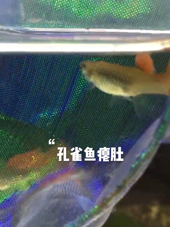 孔雀鱼瘪肚怎么办?