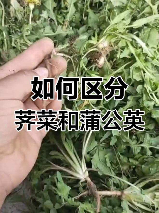 荠菜与蒲公英的区别,如何辨别它们?
