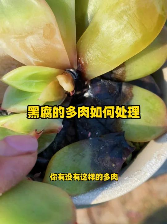 黑腐的多肉如何处理