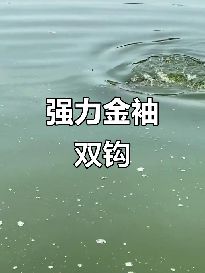 金袖双钩钓鲫鱼,刺力强又容易抓小口