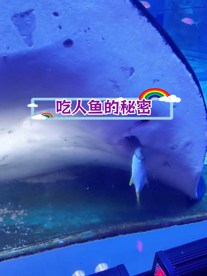 魔鬼鱼吃同事,背后真相曝光