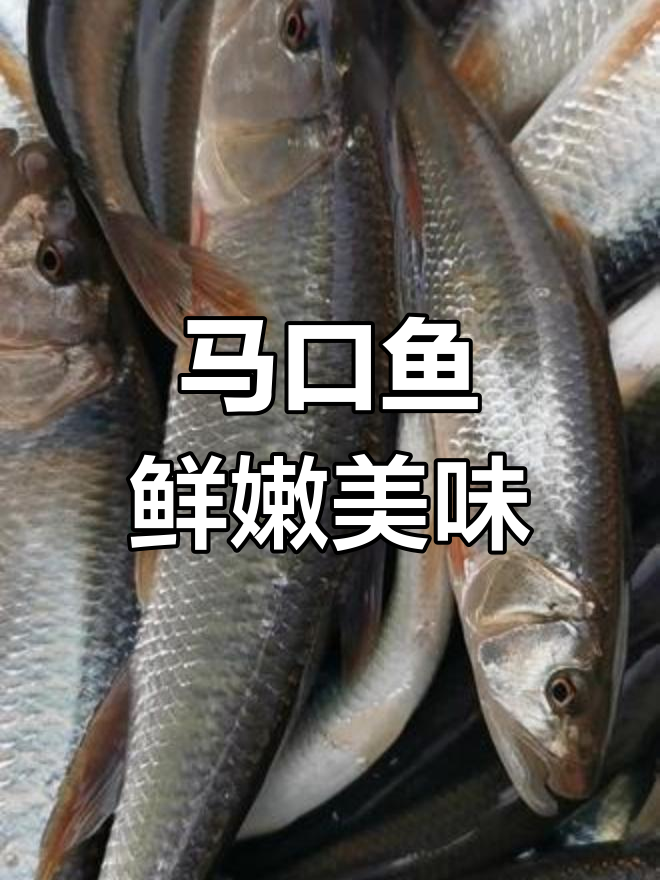 天然冷水马口鱼,鲜美肉质适合多种做法