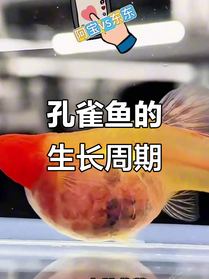 孔雀鱼多久能长大繁殖?揭秘成长与发育全过程